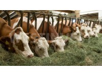 В Венгрии, в регионе Зала, предлагается на продажу животноводческий комплекс по выращиванию и содержанию крупного рогатого скота и производству молока.