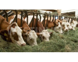 В Венгрии, в регионе Зала, предлагается на продажу животноводческий комплекс по выращиванию и содержанию крупного рогатого скота и производству молока.