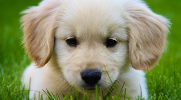 6.miniature-golden-retriever-puppies-for-sale01